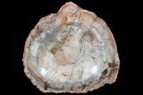 Polished Madagascar Petrified Wood Dish - Madagascar #83324-1